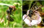 Beschreibung und Foto einer Waldwespe