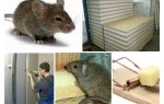 Gjør mus gnave gribeplater