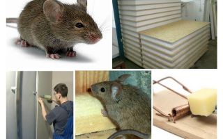Czy myszy gryzą panele sępów