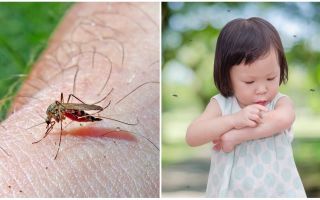 Ile dni ma ugryzienie komara?
