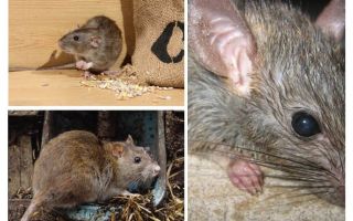 ¿Pueden las ratas atacar a los humanos?