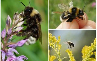 Γιατί το μέλισσα δεν μπορεί να πετάει σύμφωνα με τους νόμους της φυσικής