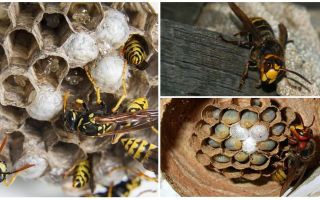 Como remover o ninho de vespas