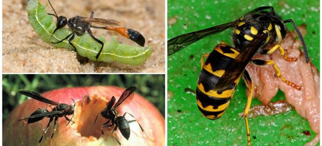 What wasps eat