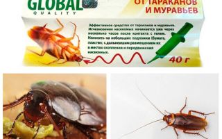 Kakerlakk Remedy Global (Global)