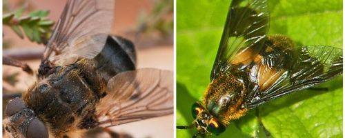 A diferença entre gadfly e cego