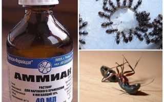 चींटियों और एफिड्स से अमोनिया