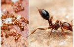 Hvordan slippe af med små røde myrer i en lejlighed