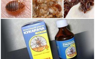 Cucaracha θεραπεία για bedbugs