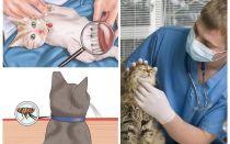 Como se livrar das pulgas em um gato ou gato em casa