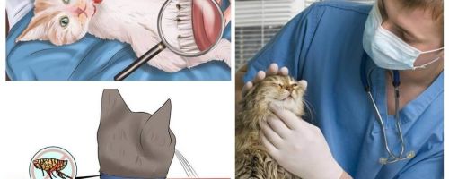 Como se livrar das pulgas em um gato ou gato em casa