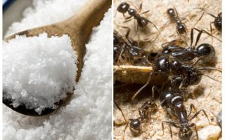 Salt protiv mrava u vrtu