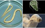 Sammenligning af Giardia og orme