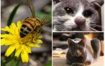 Que faire si un chat est mordu par une abeille