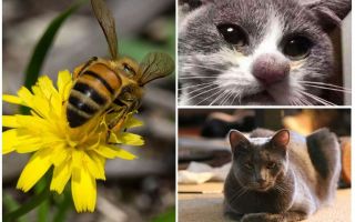Ko darīt, ja kaķi sakosies ar bišu