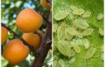 Hvordan slippe af bladlus på abrikos