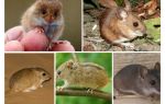 Typer og typer af mus