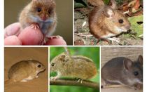 Tipos e tipos de ratos
