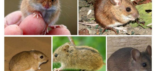 Rodzaje i rodzaje myszy