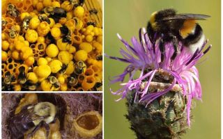 Το μέλι έχει τα bumblebees