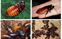 Madagaskar syczące karaluchy