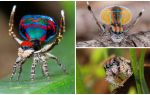 Beskrivelse og billede af peacock spider