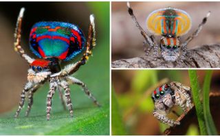 Beskrivelse og billede af peacock spider