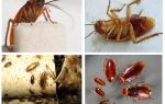 Røde kakerlakker - hvordan man slippe derhjemme
