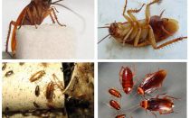 Jak wyglądają karaluchy, ich zdjęcia, typy i opis