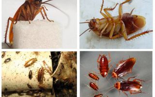 Rød kakerlakk prusak og hvordan bli kvitt den