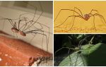 Spider χόρτα με μακριά λεπτά πόδια