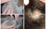 Hvorfor en katt klør av loppedråper og andre årsaker til kløe