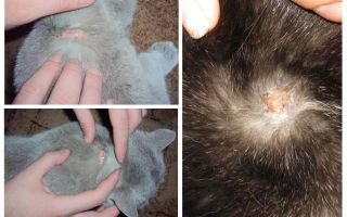Dlaczego kot swędzi od kropli pcheł i innych przyczyn swędzenia
