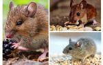 Što miševi jedu