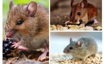 Τι ποντίκια τρώνε