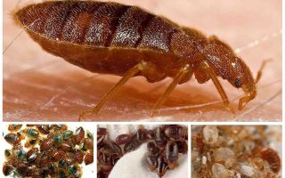 Comment mordre les insectes domestiques