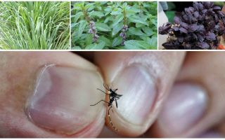 Ποια φυτά απωθούν τα κουνούπια: γρασίδι, δέντρα και λουλούδια