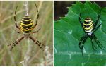 Spider wesp med gule striper på baksiden