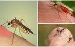 Hvorfor drikker mygg blod