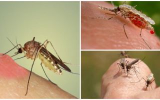 Dlaczego komary piją krew