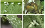 Metode rješavanja štitastog moljca rajčicama u stakleniku