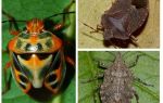 Kako na fotografiji izgledaju bugovi