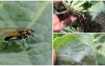 Hvordan håndtere en kål fly og dens larver