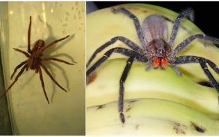 Edderkopper i bananer i Rusland