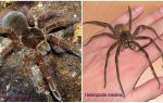 Beskrivelse og bilder av de største edderkoppene i verden