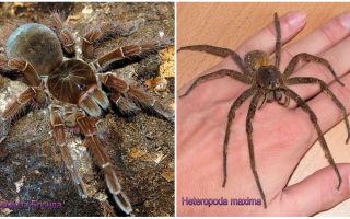 Beskrivelse og billeder af de største edderkopper i verden