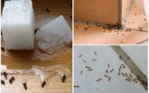Hvordan slippe af med myrer i et privat hus folkeslag