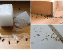 Jak pozbyć się mrówek w prywatnych domowych środkach zaradczych