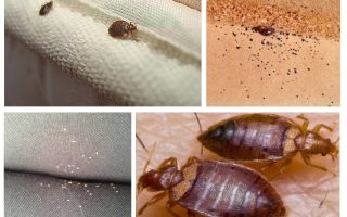 Comment et quoi affamer des insectes à la maison