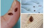 Hvordan bli kvitt bedbugs og kakerlakker